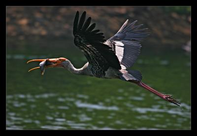 Painted Stork Lunching 2 March 2005