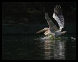 Rosy Pelican Landing 2 March 2005
