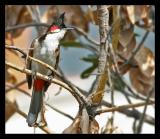 Red Whiskered Bulbul March 2005