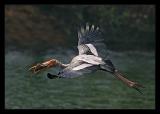 Painted Stork Lunching 1 March 05
