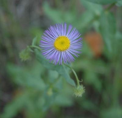 fleabane DSC_0007.jpg