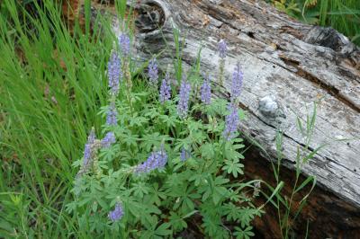 Lodgepole Lupine West Mink Trail DSC_0092.jpg