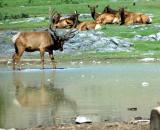 zoo elk DSC_0123.jpg