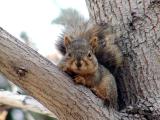 fox squirrel at Idaho State University between College of Business and College of Engineering PB120018.JPG
