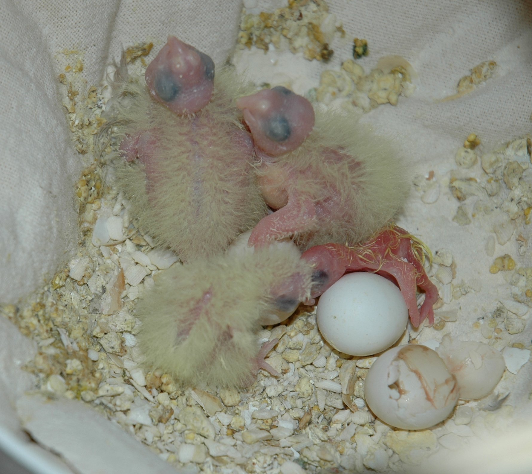 Baby Cockatiels with Newborn DSC_3318.JPG