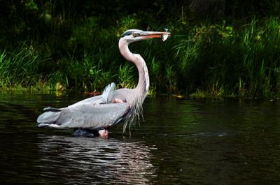 Blue Heron-fish s.jpg