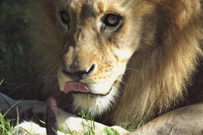 Zoo KING Lion s.jpg
