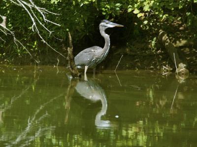 Blue Heron 7-28- s.jpg