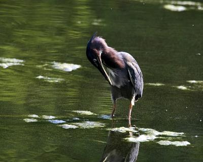 Green Heron Preen s.jpg
