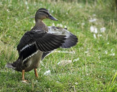 Duck Fanning s.jpg