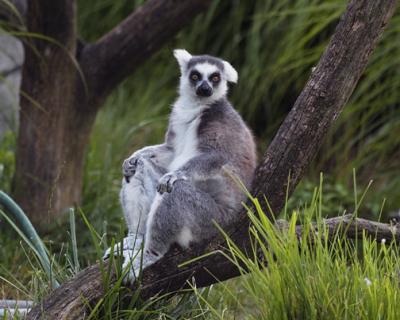 Lemur is King s.jpg