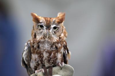 u38/waymire/medium/31960582.ScreechOWLs.jpg