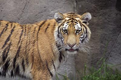 Zoo-Tiger s.jpg