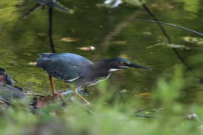 Green Heron edge s.jpg
