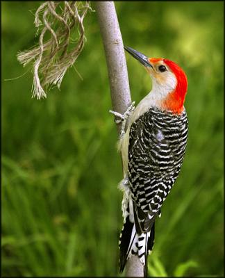 Red-Bellied- Woodpecker s.jpg