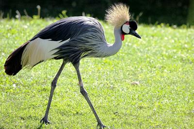 Zoo African Crowned Crane s.jpg