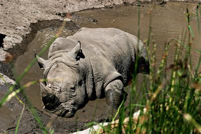 Rhino  MudBath- s.jpg