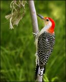 Red-Bellied- Woodpecker s.jpg