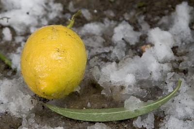 Un citron tomb sous le poids des flocons