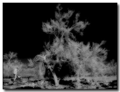 u38/wendyo/medium/24853080.desert09copy.jpg