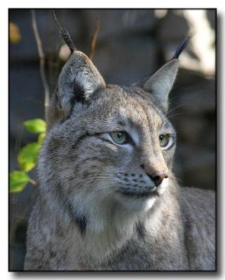 Lynx