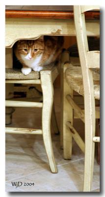 u38/willa/medium/24929271.HereKittyKitty.jpg