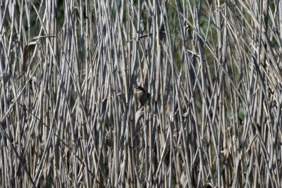 Marsh Wren