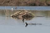 Scaup at Charleston Slough