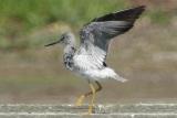 Greater Yellowlegs, wings spread