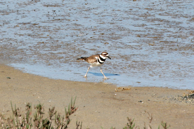 Killdeer