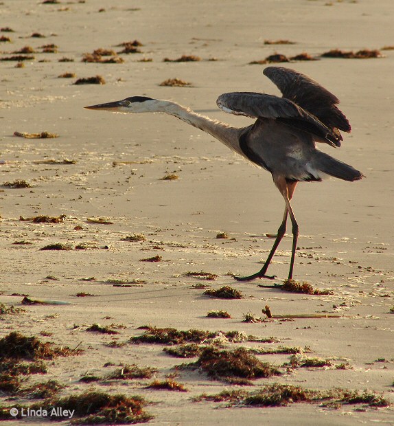 great blue heron