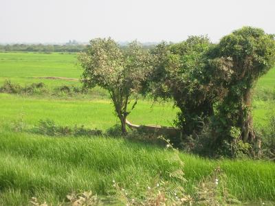 Boat in field