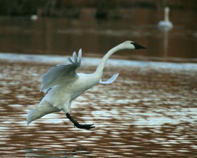 Trumpeter Swans at Magness Lake