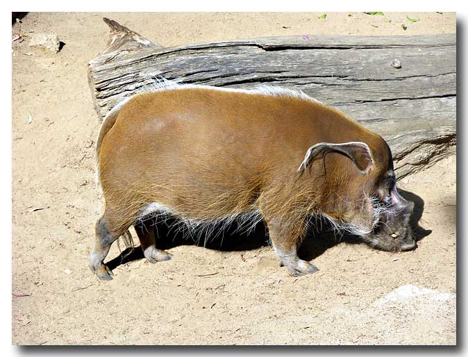 Red River hog