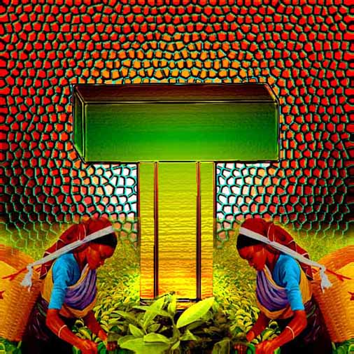 Tea harvest.jpg