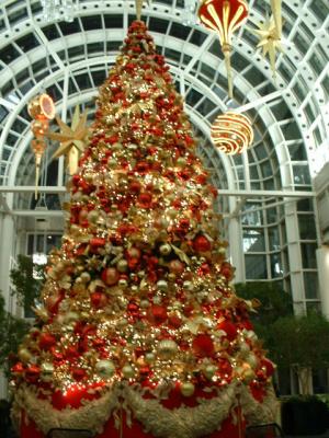 Christmas tree, Charlotte