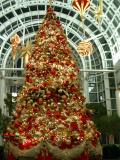 Christmas tree, Charlotte