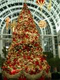 Christmas tree, Charlotte