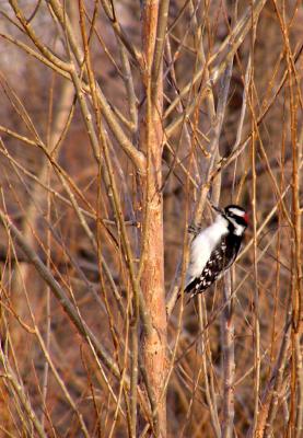 woodpecker II 1-04.jpg