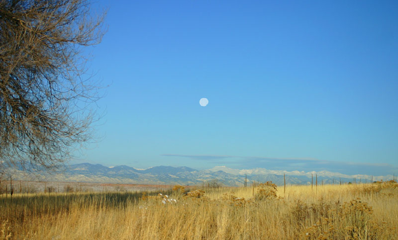 Morning Moon 11-03