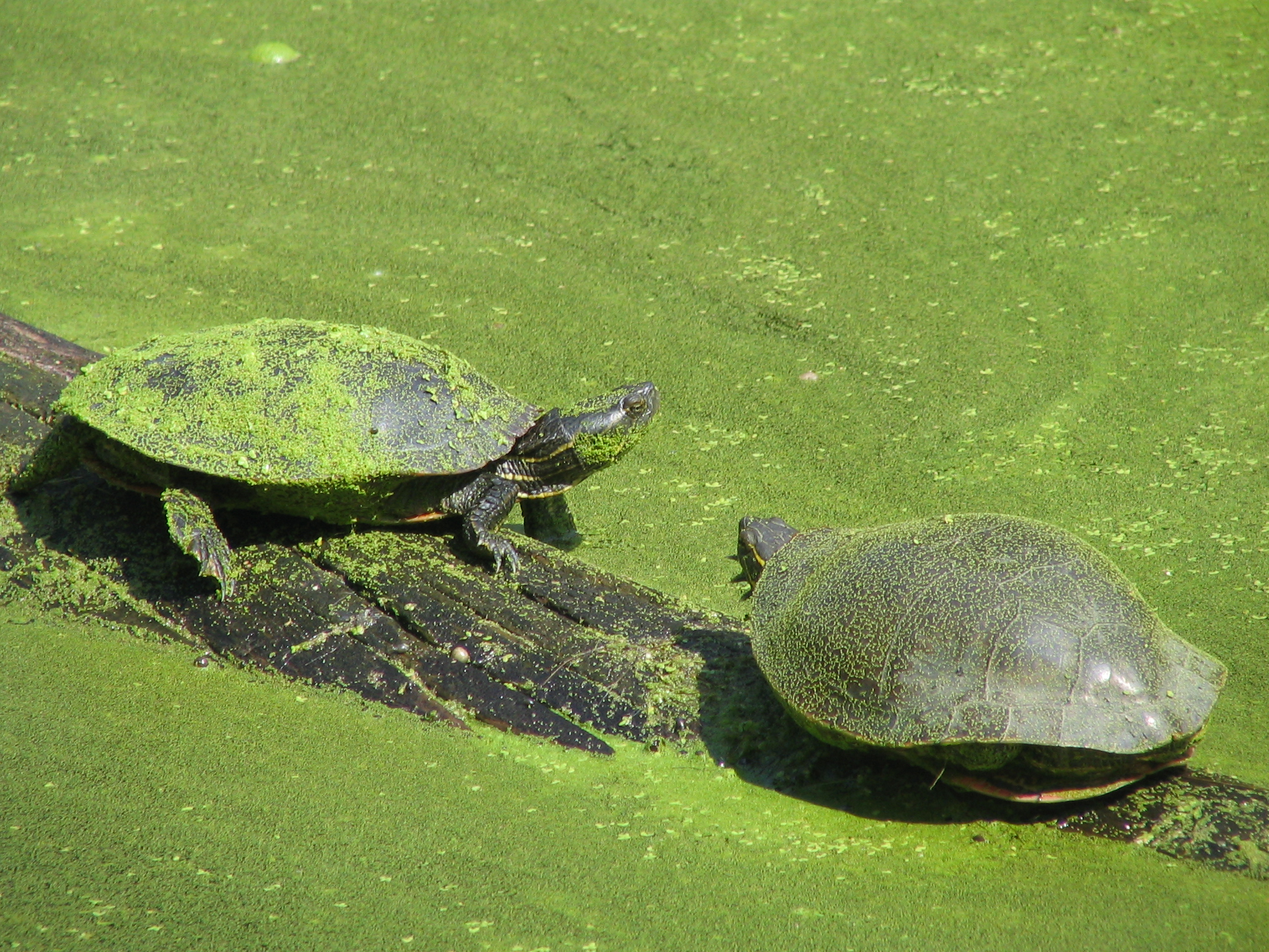 Turtles