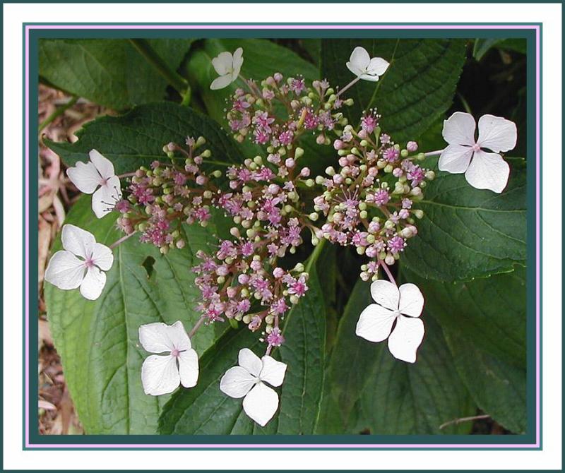 Hydrangea