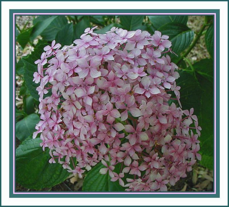 Hydrangea