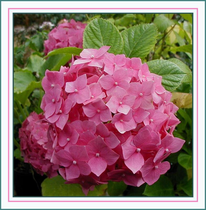 Hydrangea