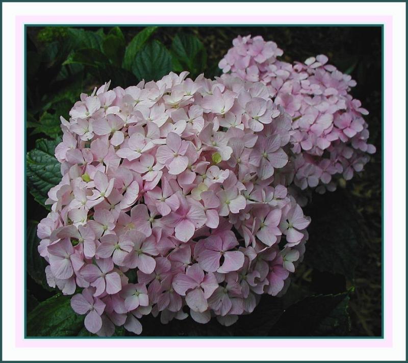 Hydrangea