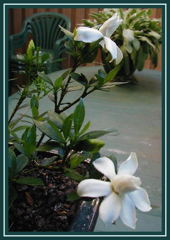 Gardenia radicans