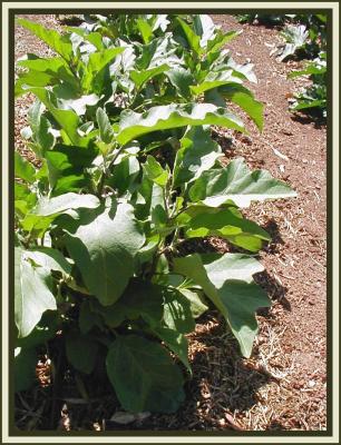 u38/yvonneii/medium/24900422.Auberginepatch.jpg