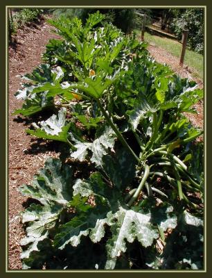 u38/yvonneii/medium/24900487.Zucchinipatch.jpg