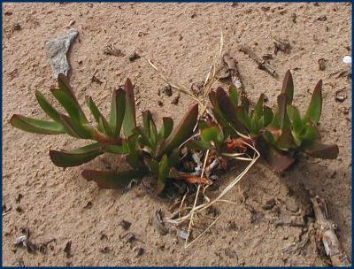 u38/yvonneii/medium/24990573.Foreshoreconservationpark6.jpg