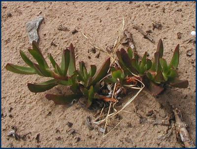 Foreshore conservation